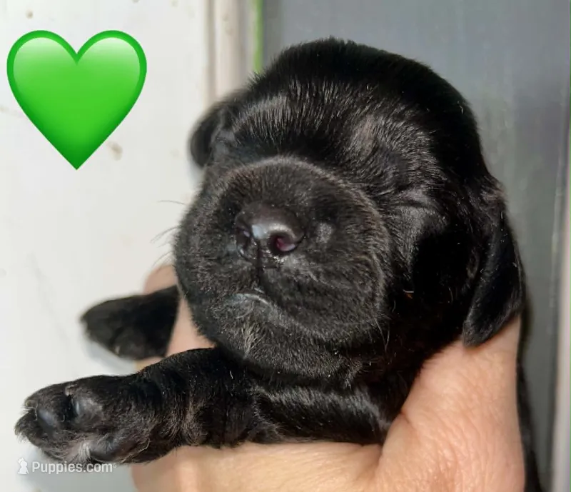Chartreuse  – Cocker Spaniel puppy for sale in Binghamton, NY