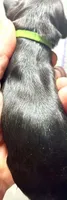 Chartreuse , a female Cocker Spaniel for sale in Binghamton, NY – 5 of 5