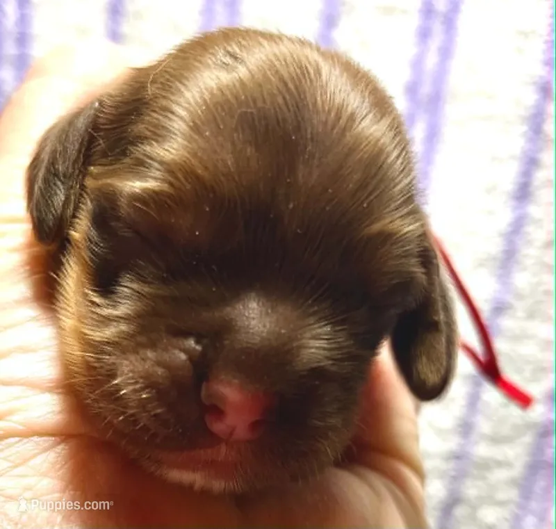Tanner – Cocker Spaniel puppy for sale in Binghamton, NY