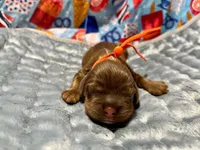 Tanner, a male Cocker Spaniel for sale in Binghamton, NY – 2 of 2
