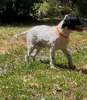 Buddy, a male Cockapoo for sale in Binghamton, NY – 3 of 6