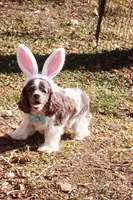 Emmett, a male Cocker Spaniel for sale in Binghamton, NY – 5 of 5