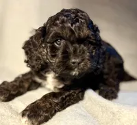 processed/d245c37c-5836-4d66-b2b0-48413b070040/listing/44ef4733-ff33-4a6a-b146-67bfa406e5d8/1e5d64bc-3fea-42b1-94d9-d70233db8981