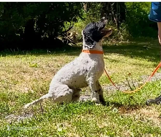 Buddy – Cockapoo puppy for sale in Binghamton, NY