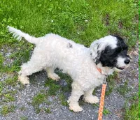 Allie, a female Cockapoo for sale in Binghamton, NY – 1 of 6