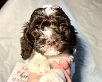 processed/d245c37c-5836-4d66-b2b0-48413b070040/listing/52c6f560-9d9f-4b02-bcdd-ee7d0d256575/ae4af3dd-46f1-478f-b6bb-21b1b5939161