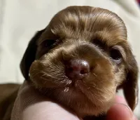 Bijou, a female Cocker Spaniel for sale in Binghamton, NY – 6 of 10