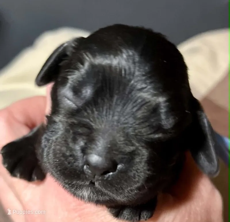 Noir – Cocker Spaniel puppy for sale in Binghamton, NY