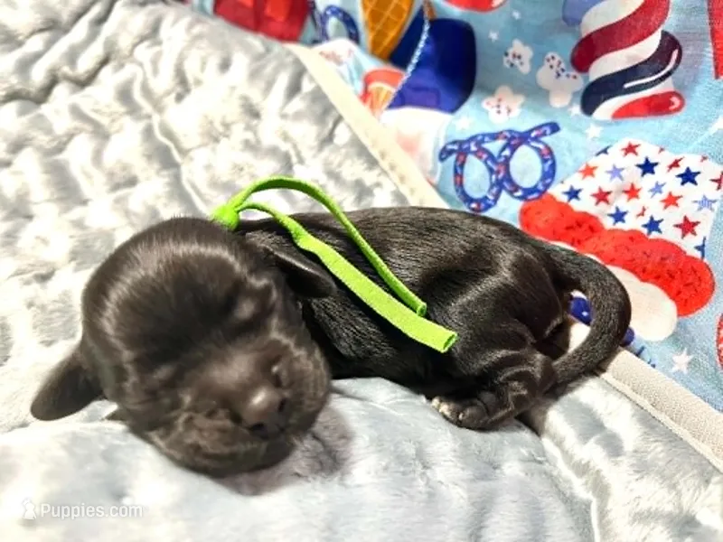 Chartreuse  – Cocker Spaniel puppy for sale in Binghamton, NY