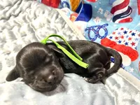 Chartreuse , a female Cocker Spaniel for sale in Binghamton, NY – 1 of 5
