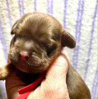 Scarlett, a female Cocker Spaniel for sale in Binghamton, NY – 1 of 4