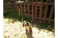 Emmett, a male Cocker Spaniel for sale in Binghamton, NY – 4 of 5
