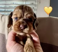 Bijou, a female Cocker Spaniel for sale in Binghamton, NY – 3 of 10