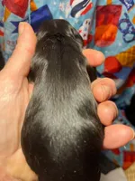 Noir, a male Cocker Spaniel for sale in Binghamton, NY – 2 of 2