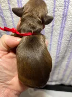 Scarlett, a female Cocker Spaniel for sale in Binghamton, NY – 4 of 4