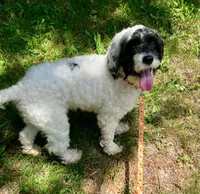 Allie, a female Cockapoo for sale in Binghamton, NY – 2 of 6