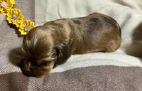 Bijou, a female Cocker Spaniel for sale in Binghamton, NY – 10 of 10