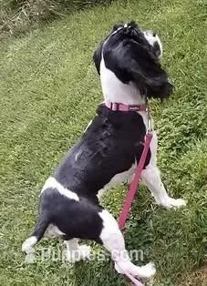Aspen – Cocker Spaniel puppy for sale in Binghamton, NY