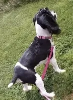 Aspen, a female Cocker Spaniel for sale in Binghamton, NY – 1 of 1