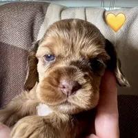 Bijou, a female Cocker Spaniel for sale in Binghamton, NY – 2 of 10