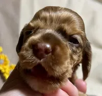 Bijou, a female Cocker Spaniel for sale in Binghamton, NY – 4 of 10