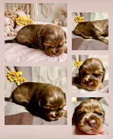 Bijou, a female Cocker Spaniel for sale in Binghamton, NY – 1 of 10