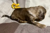 Bijou, a female Cocker Spaniel for sale in Binghamton, NY – 5 of 10