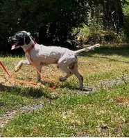Buddy, a male Cockapoo for sale in Binghamton, NY – 2 of 6