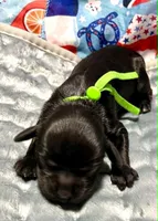 Chartreuse , a female Cocker Spaniel for sale in Binghamton, NY – 4 of 5