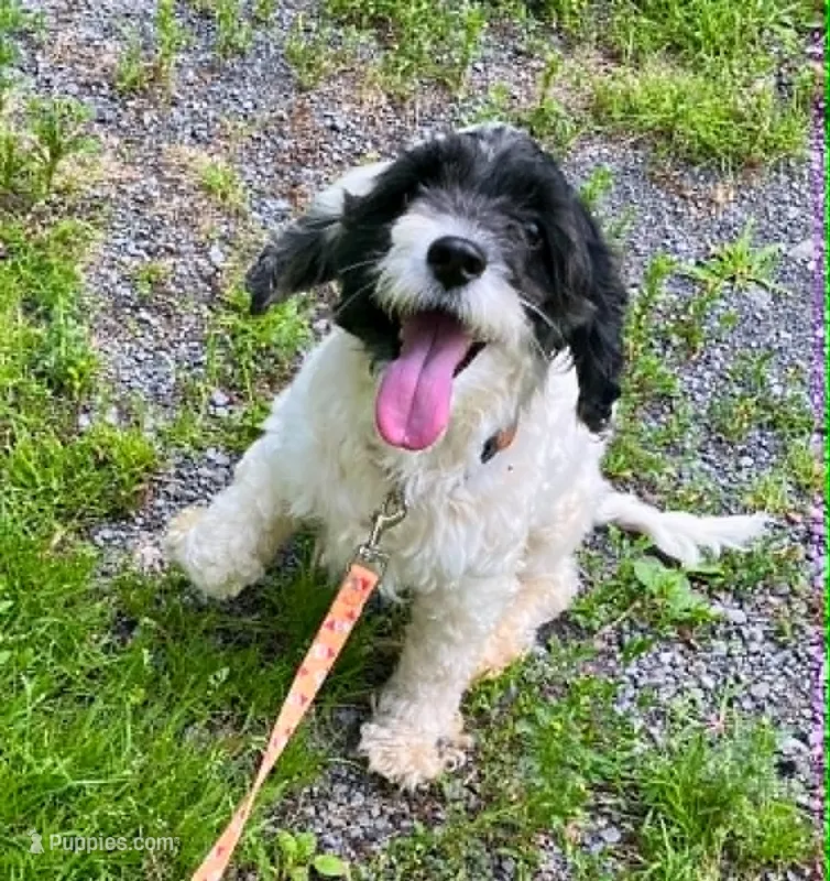 Allie – Cockapoo puppy for sale in Binghamton, NY