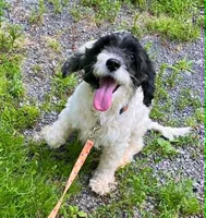 Allie, a female Cockapoo for sale in Binghamton, NY – 5 of 6