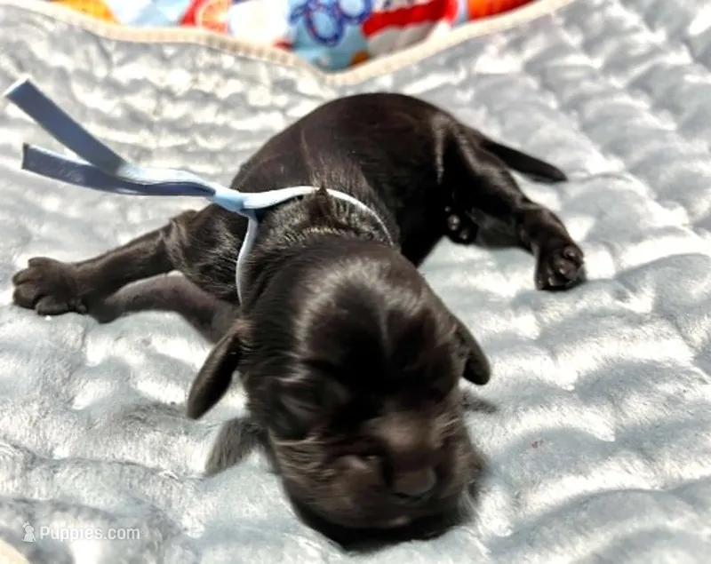 Noir – Cocker Spaniel puppy for sale in Binghamton, NY