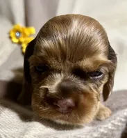 Bijou, a female Cocker Spaniel for sale in Binghamton, NY – 7 of 10