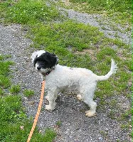 Allie, a female Cockapoo for sale in Binghamton, NY – 3 of 6