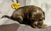 Bijou, a female Cocker Spaniel for sale in Binghamton, NY – 9 of 10