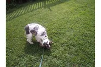 Emmett, a male Cocker Spaniel for sale in Binghamton, NY – 2 of 5