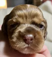 Bijou, a female Cocker Spaniel for sale in Binghamton, NY – 8 of 10