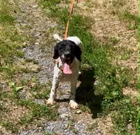 Buddy, a male Cockapoo for sale in Binghamton, NY – 4 of 6