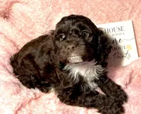 processed/d245c37c-5836-4d66-b2b0-48413b070040/listing/e941063f-411f-4fa5-a08b-f5a5ba73ae76/01f9986b-d802-418a-8ffa-a5e9a026965a