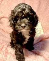 processed/d245c37c-5836-4d66-b2b0-48413b070040/listing/e941063f-411f-4fa5-a08b-f5a5ba73ae76/19068993-3073-4d27-9d9e-01c7d53f939f