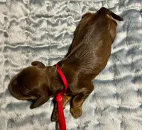 Scarlett, a female Cocker Spaniel for sale in Binghamton, NY – 3 of 4