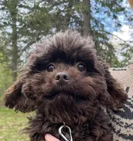 Wren, a female Cockapoo for sale in Binghamton, NY – 2 of 5