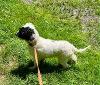 Allie, a female Cockapoo for sale in Binghamton, NY – 4 of 6