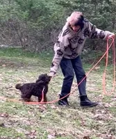 Wren, a female Cockapoo for sale in Binghamton, NY – 3 of 5