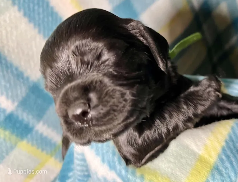 Chartreuse  – Cocker Spaniel puppy for sale in Binghamton, NY