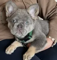 Monté, a male French Bulldog for sale in DeKalb, IL – 2 of 3