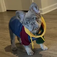 Monté, a male French Bulldog for sale in DeKalb, IL – 1 of 3