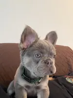 Monté, a male French Bulldog for sale in DeKalb, IL – 3 of 3