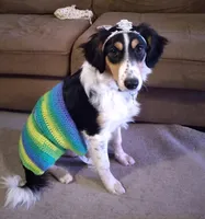 Daisy, a female English Shepherd for sale in Norwalk, WI – Photo 2 of 2