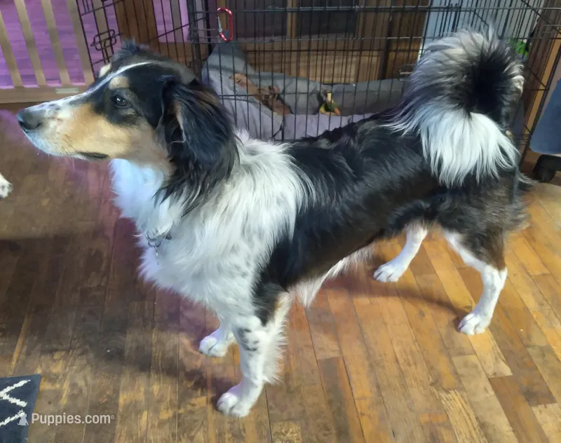 Daisy – English Shepherd puppy for sale in Norwalk, WI